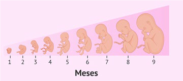 evolución feto